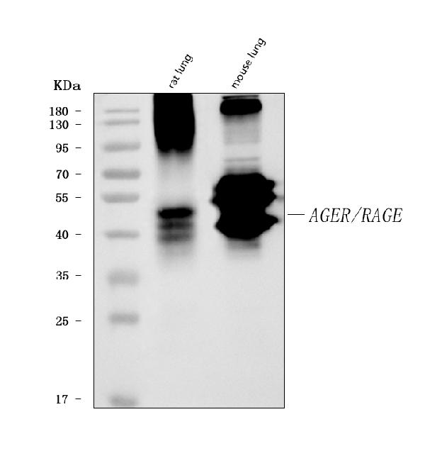 1 - Anti-RAGE/AGER Antibody Picoband™ (monoclonal, 5C6C1) ABO16627