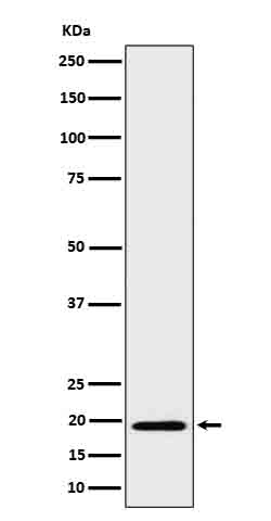 1 - Anti-BCL2L15 Rabbit Monoclonal Antibody ABO16630
