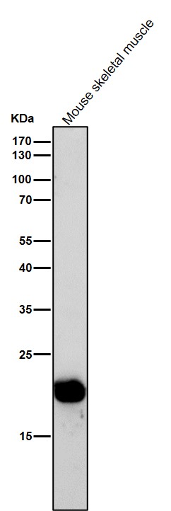 1 - Anti-BCL2L15 Rabbit Monoclonal Antibody ABO16630