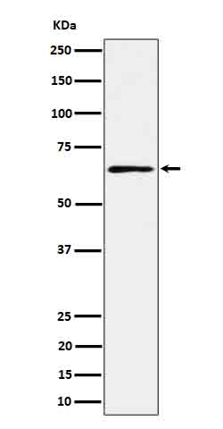 1 - Anti-RIP2 Rabbit Monoclonal Antibody ABO16631