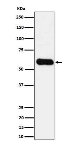 1 - Anti-CD275 Rabbit Monoclonal Antibody ABO16632