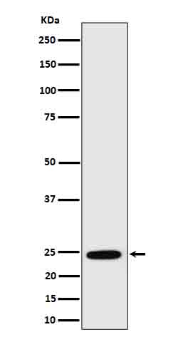 1 - Anti-RalA Rabbit Monoclonal Antibody ABO16633
