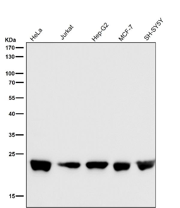 1 - Anti-RalA Rabbit Monoclonal Antibody ABO16633