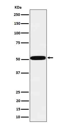 1 - Anti-htrA1 Rabbit Monoclonal Antibody ABO16635