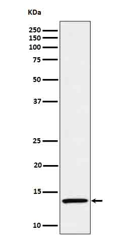 1 - Anti-IL15 Rabbit Monoclonal Antibody ABO16636
