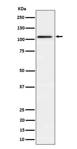 1 - Anti-Ube1L / UBA7 Rabbit Monoclonal Antibody ABO16637