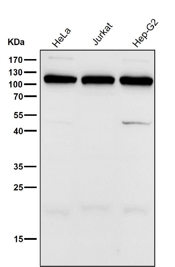 1 - Anti-Ube1L / UBA7 Rabbit Monoclonal Antibody ABO16637