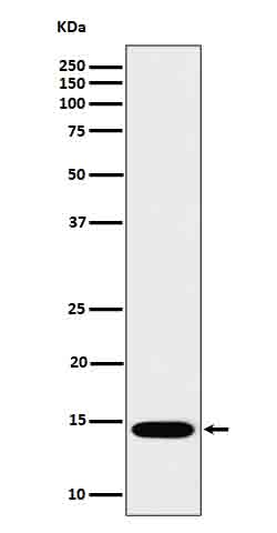 1 - Anti-IL22 Rabbit Monoclonal Antibody ABO16638