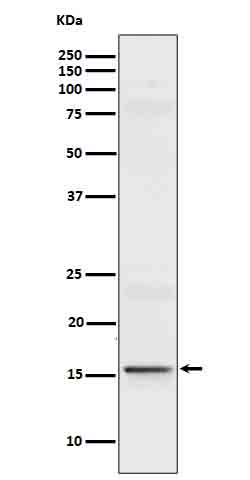 1 - Anti-IL9 Rabbit Monoclonal Antibody ABO16639