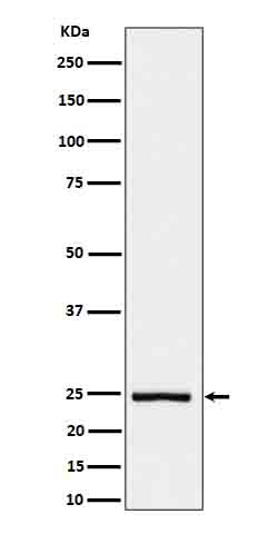 1 - Anti-IL26 Rabbit Monoclonal Antibody ABO16640