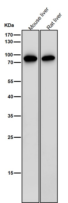 1 - Anti-IL12B Rabbit Monoclonal Antibody ABO16642