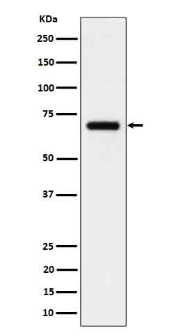 1 - Anti-CD125 Rabbit Monoclonal Antibody ABO16643
