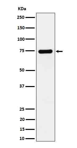 1 - Anti-Dopamine beta Hydroxylase Rabbit Monoclonal Antibody ABO16647