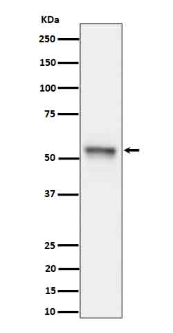 1 - Anti-Phospho-Tau (S199) Rabbit Monoclonal Antibody ABO16648