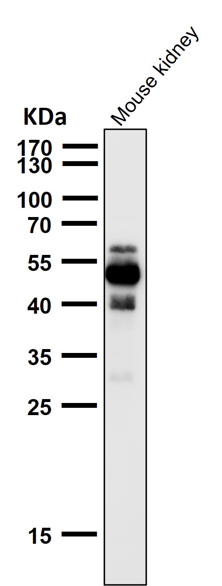 1 - Anti-Phospho-Tau (S404) Rabbit Monoclonal Antibody ABO16649