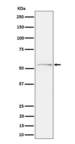 1 - Anti-Phospho-Tau (S214) Rabbit Monoclonal Antibody ABO16650