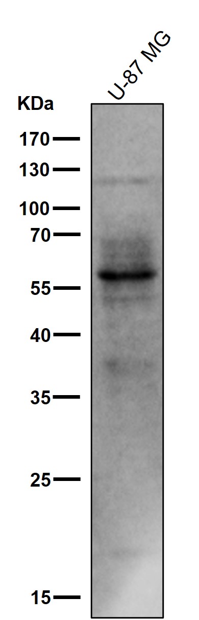 1 - Anti-Phospho-Tau (S214) Rabbit Monoclonal Antibody ABO16650