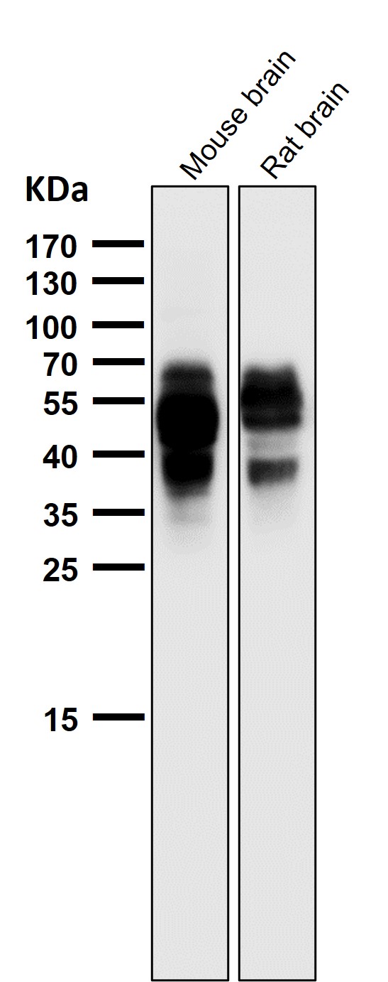 1 - Anti-Phospho-Tau (S202) Rabbit Monoclonal Antibody ABO16651