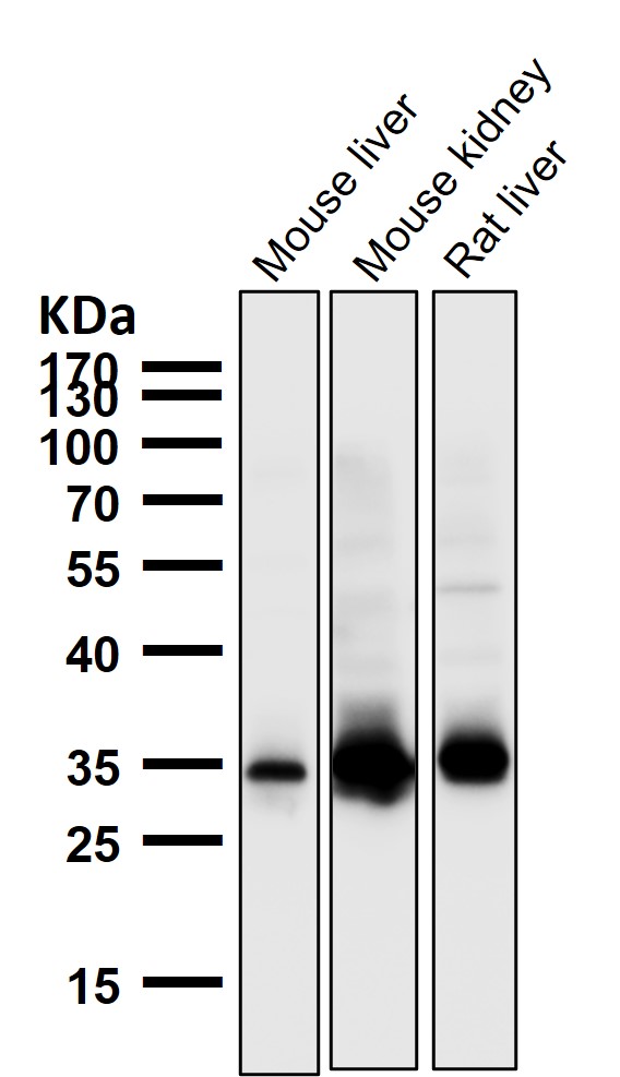 1 - Anti-GAS2 Rabbit Monoclonal Antibody ABO16652