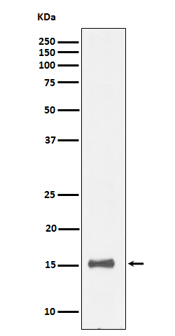 1 - Anti-IL13 Rabbit Monoclonal Antibody ABO16654