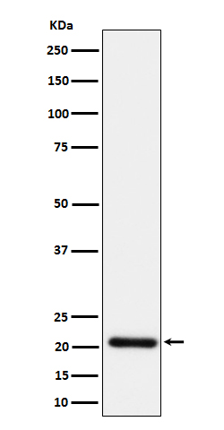 1 - Anti-HN1 Rabbit Monoclonal Antibody ABO16656