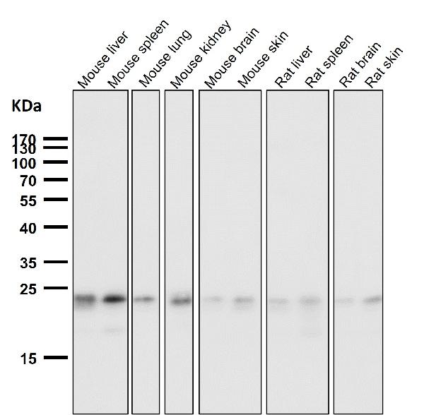 1 - Anti-HN1 Rabbit Monoclonal Antibody ABO16656