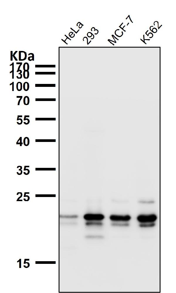 1 - Anti-HN1 Rabbit Monoclonal Antibody ABO16656