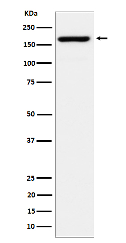 1 - Anti-eIF3A Rabbit Monoclonal Antibody ABO16658