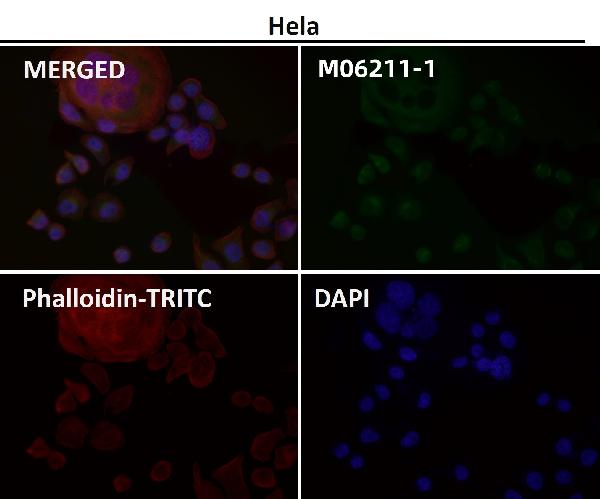 1 - Anti-SEC14L2 / TAP Rabbit Monoclonal Antibody ABO16661