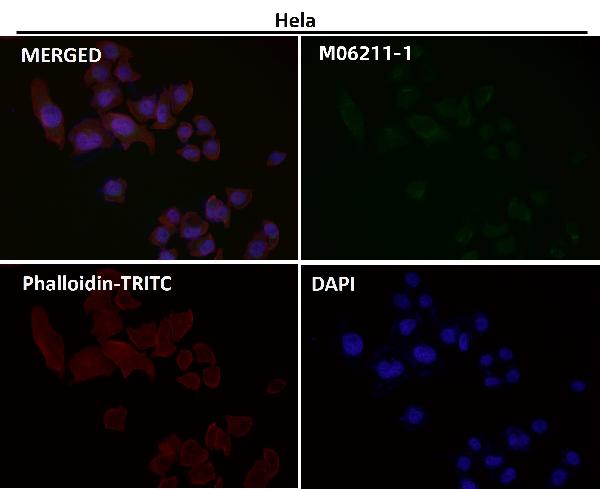 1 - Anti-SEC14L2 / TAP Rabbit Monoclonal Antibody ABO16661