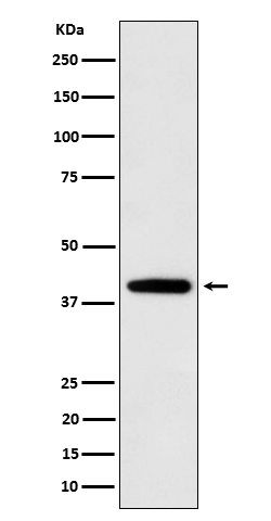 1 - Anti-SEC14L2 / TAP Rabbit Monoclonal Antibody ABO16661