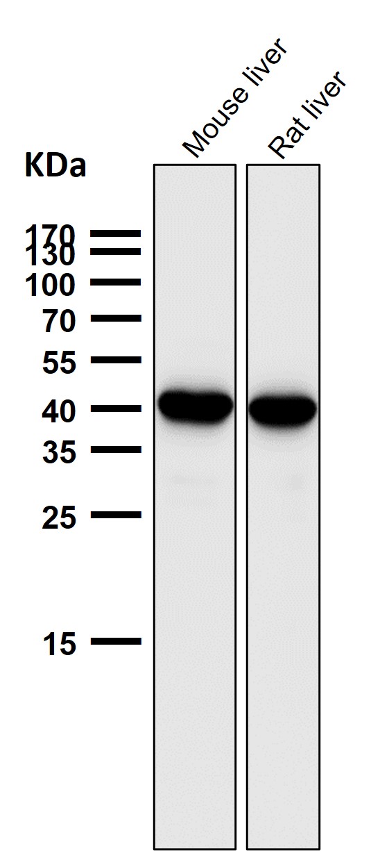 1 - Anti-SEC14L2 / TAP Rabbit Monoclonal Antibody ABO16661