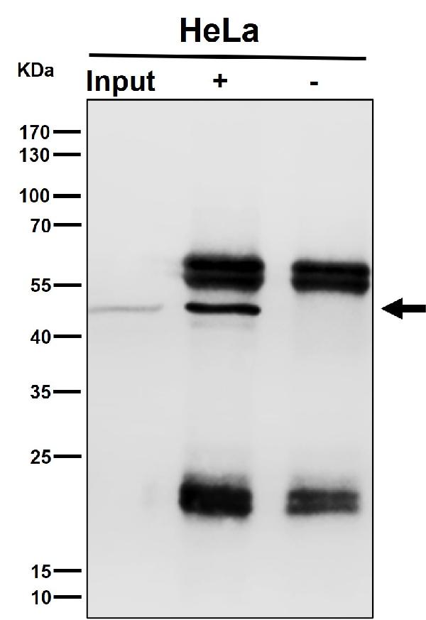 1 - Anti-NFE2 Rabbit Monoclonal Antibody ABO16662