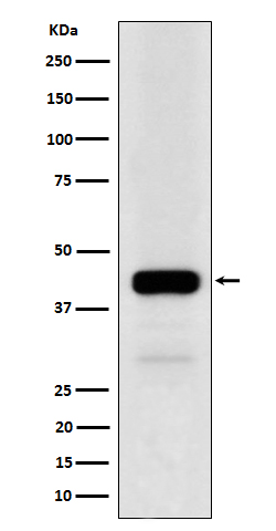1 - Anti-NFE2 Rabbit Monoclonal Antibody ABO16662