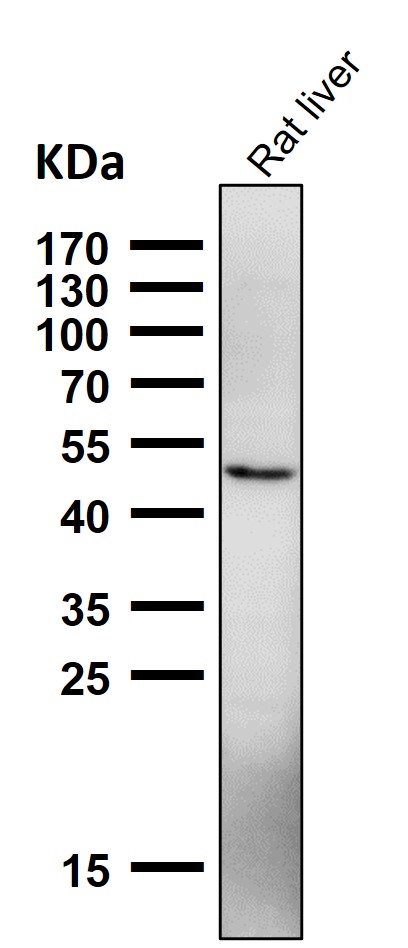 1 - Anti-NFE2 Rabbit Monoclonal Antibody ABO16662