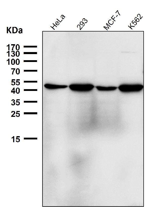 1 - Anti-NFE2 Rabbit Monoclonal Antibody ABO16662