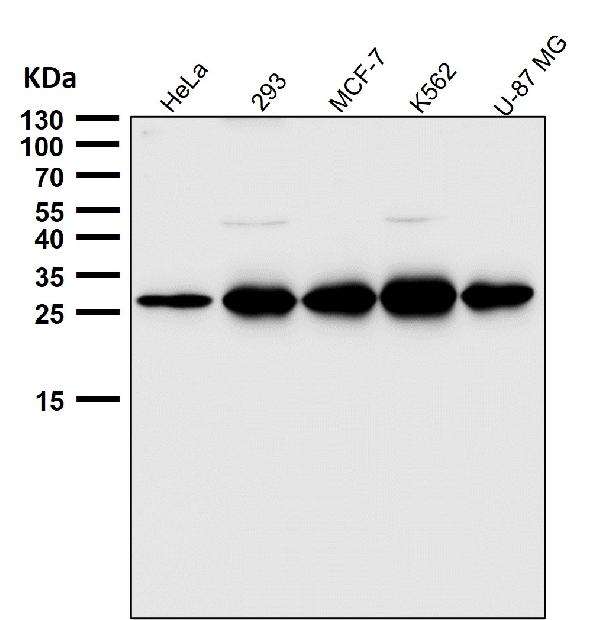 1 - Anti-PDGF B Rabbit Monoclonal Antibody ABO16663