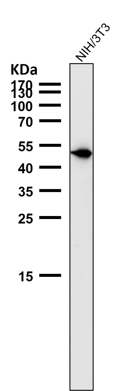 1 - Anti-Phospho-Vimentin (S39) Rabbit Monoclonal Antibody ABO16664