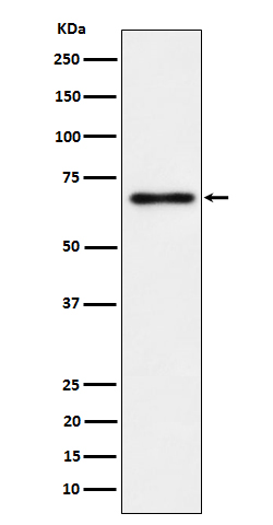 1 - Anti-NR2C2 / TR4 Rabbit Monoclonal Antibody ABO16666