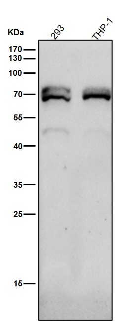 1 - Anti-NR2C2 / TR4 Rabbit Monoclonal Antibody ABO16666