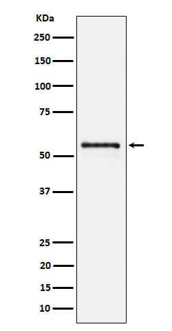 1 - Anti-PTBP2 Rabbit Monoclonal Antibody ABO16667
