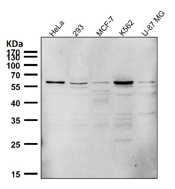 1 - Anti-PTBP2 Rabbit Monoclonal Antibody ABO16667