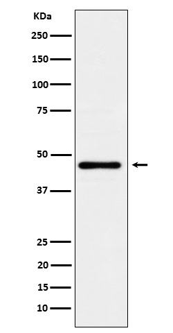 1 - Anti-Lunatic Fringe Rabbit Monoclonal Antibody ABO16668