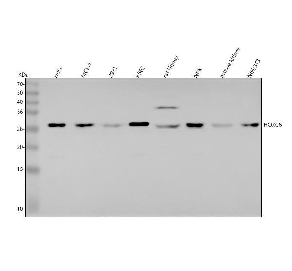 1 - Anti-HoxC6 Rabbit Monoclonal Antibody ABO16670