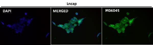 1 - Anti-HoxC6 Rabbit Monoclonal Antibody ABO16670