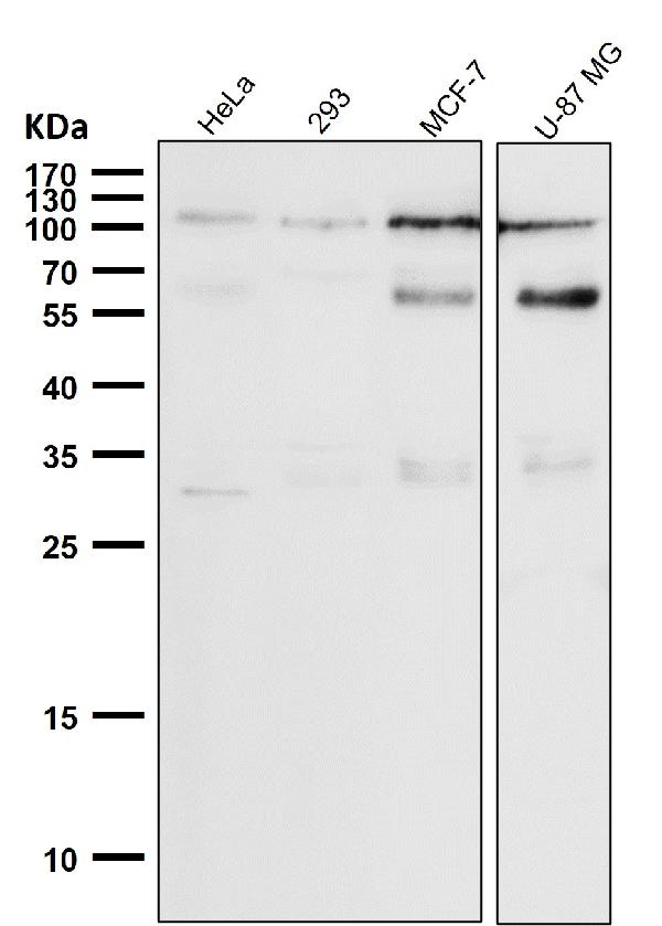 1 - Anti-Phospho-Rb (S780) Rabbit Monoclonal Antibody ABO16673