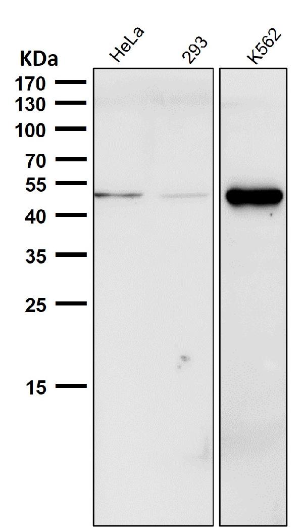 1 - Anti-Phospho-Chk1 (S280) Rabbit Monoclonal Antibody ABO16675