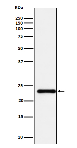 1 - Anti-HSPC150 Rabbit Monoclonal Antibody ABO16677