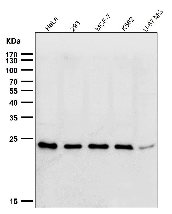 1 - Anti-HSPC150 Rabbit Monoclonal Antibody ABO16677