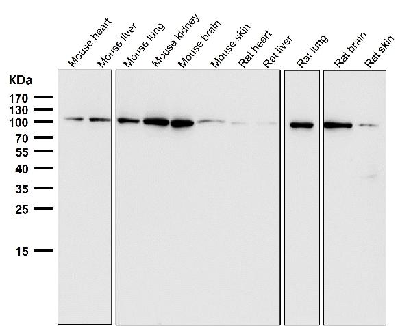 1 - Anti-EXOC2 Rabbit Monoclonal Antibody ABO16678